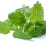 Naturalny balsam jerozolimski skutecznie łagodzi objawy przeziębienia i wspomaga drożność zatok