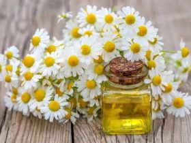 Chamomile for sensitive skin (2)