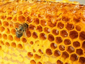 propolis na trądzik i wypryski na skórze