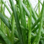 Łagodzący balsam z aloesem koi podrażnioną skórę i przynosi natychmiastową ulgę po opalaniu