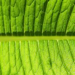 Kojący balsam łagodzi obrzęki i uczucie ciężkości zmęczonych nóg z żylakami